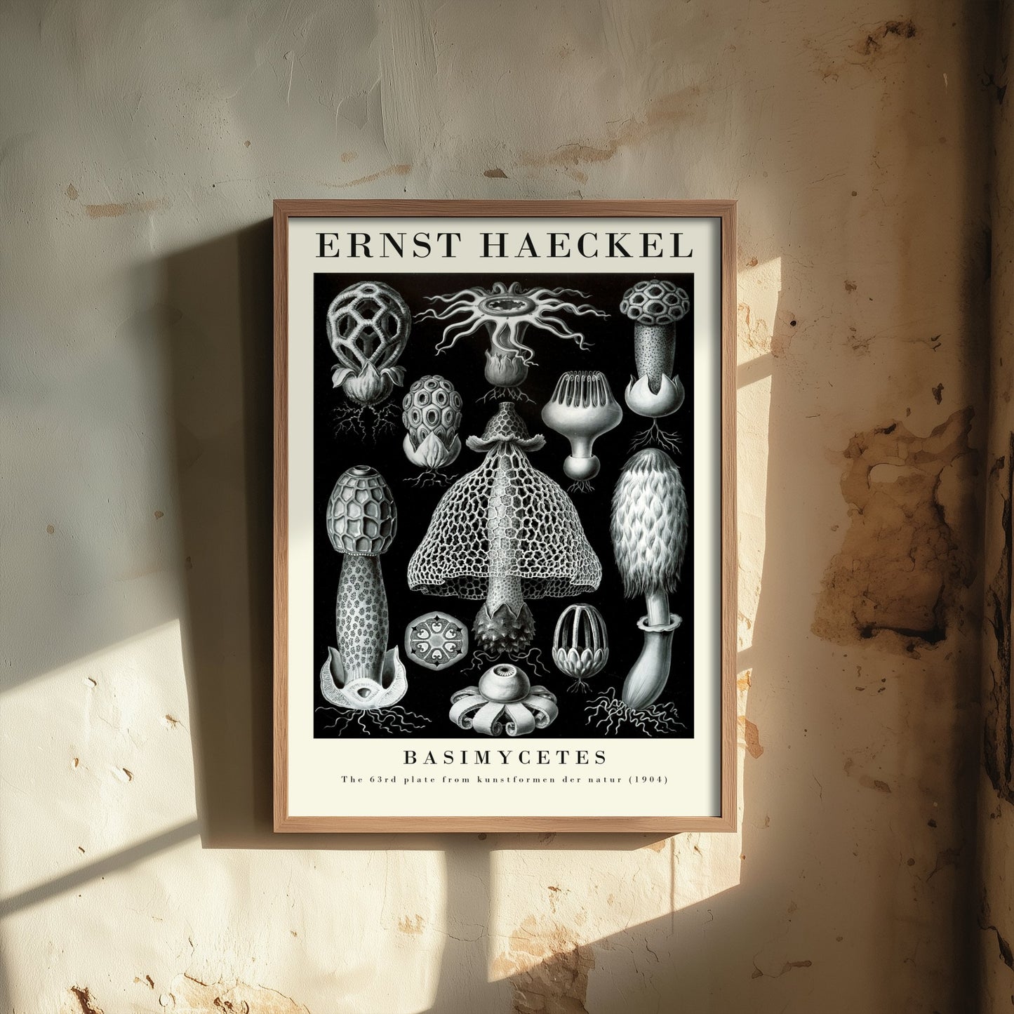 Mushroom Art Print - Ernst Haeckel Poster - Basimycetes Plate 63 - Art Forms in Nature Vintage Illustration