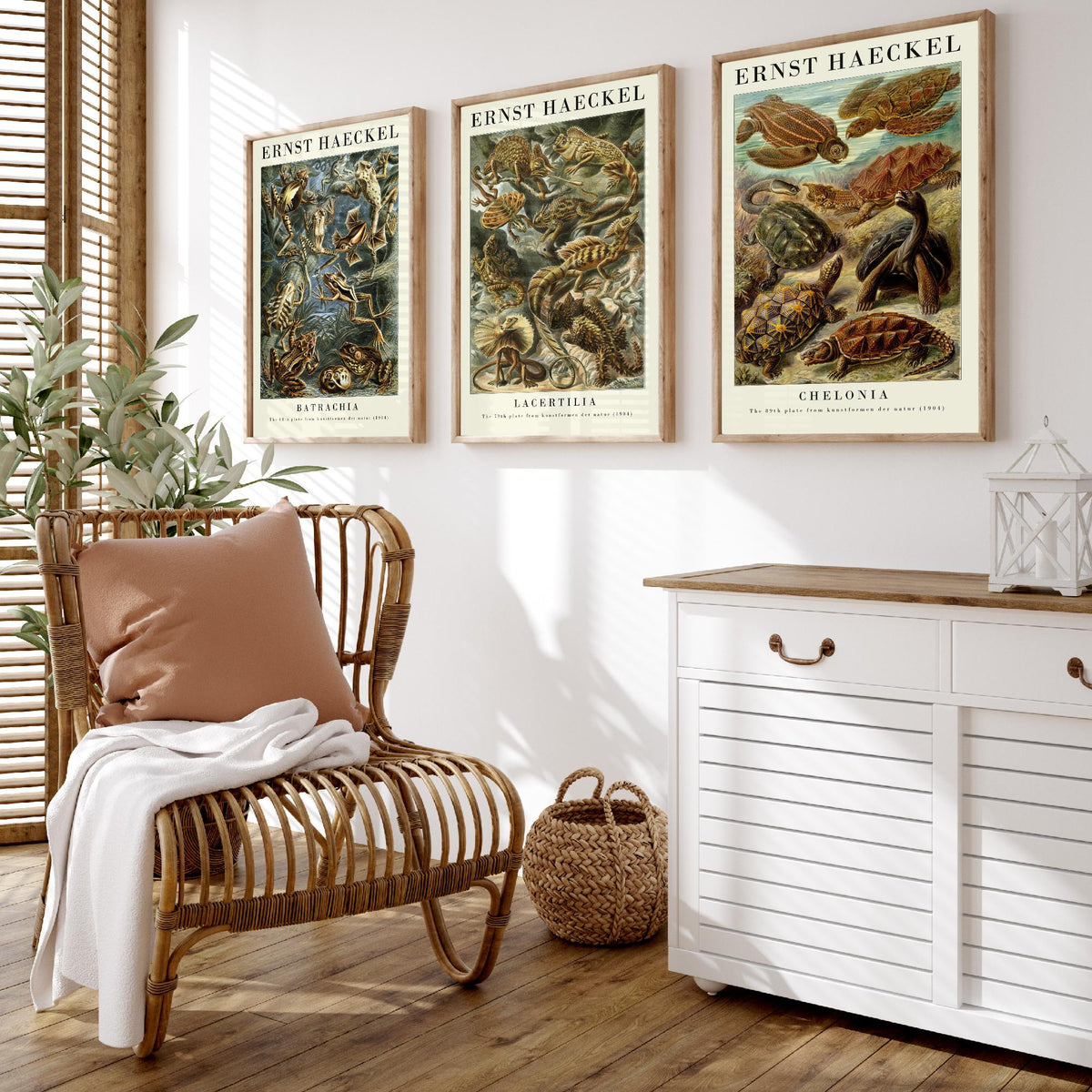 Ernst Haeckel Set of Three Gallery Art Prints - 3 Frog Lizard Turtle Posters - Vintage Natural History Reptile Wall Illustration