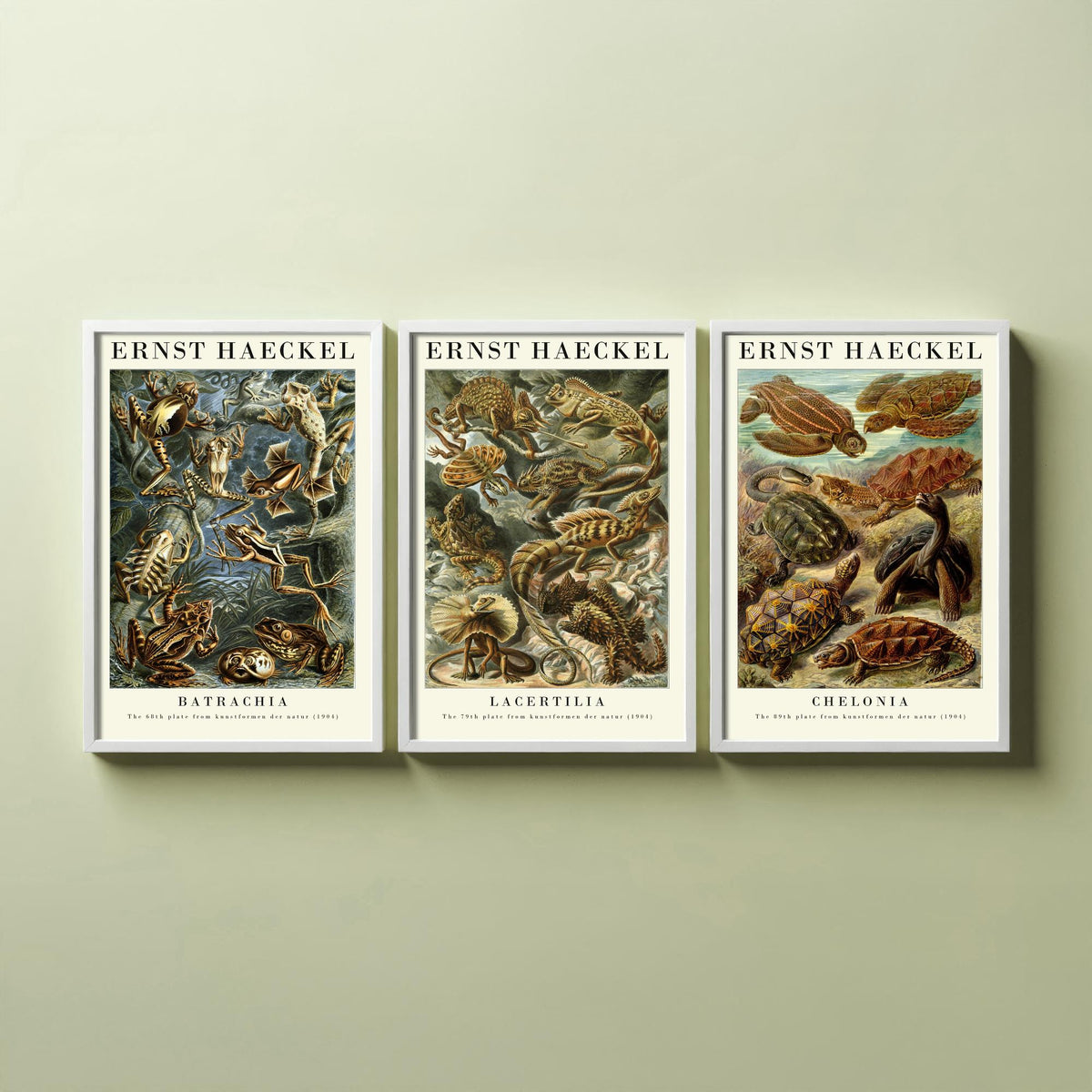 Ernst Haeckel Set of Three Gallery Art Prints - 3 Frog Lizard Turtle Posters - Vintage Natural History Reptile Wall Illustration