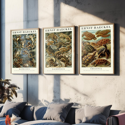 Ernst Haeckel Set of Three Gallery Art Prints - 3 Frog Lizard Turtle Posters - Vintage Natural History Reptile Wall Illustration