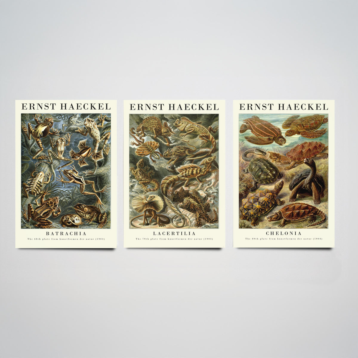 Ernst Haeckel Set of Three Gallery Art Prints - 3 Frog Lizard Turtle Posters - Vintage Natural History Reptile Wall Illustration