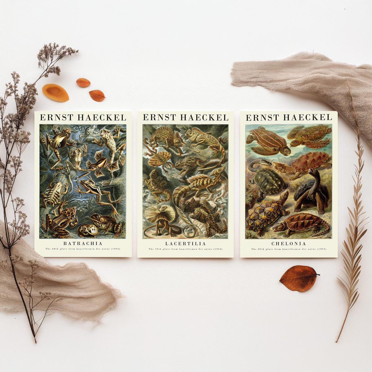 Ernst Haeckel Set of Three Gallery Art Prints - 3 Frog Lizard Turtle Posters - Vintage Natural History Reptile Wall Illustration