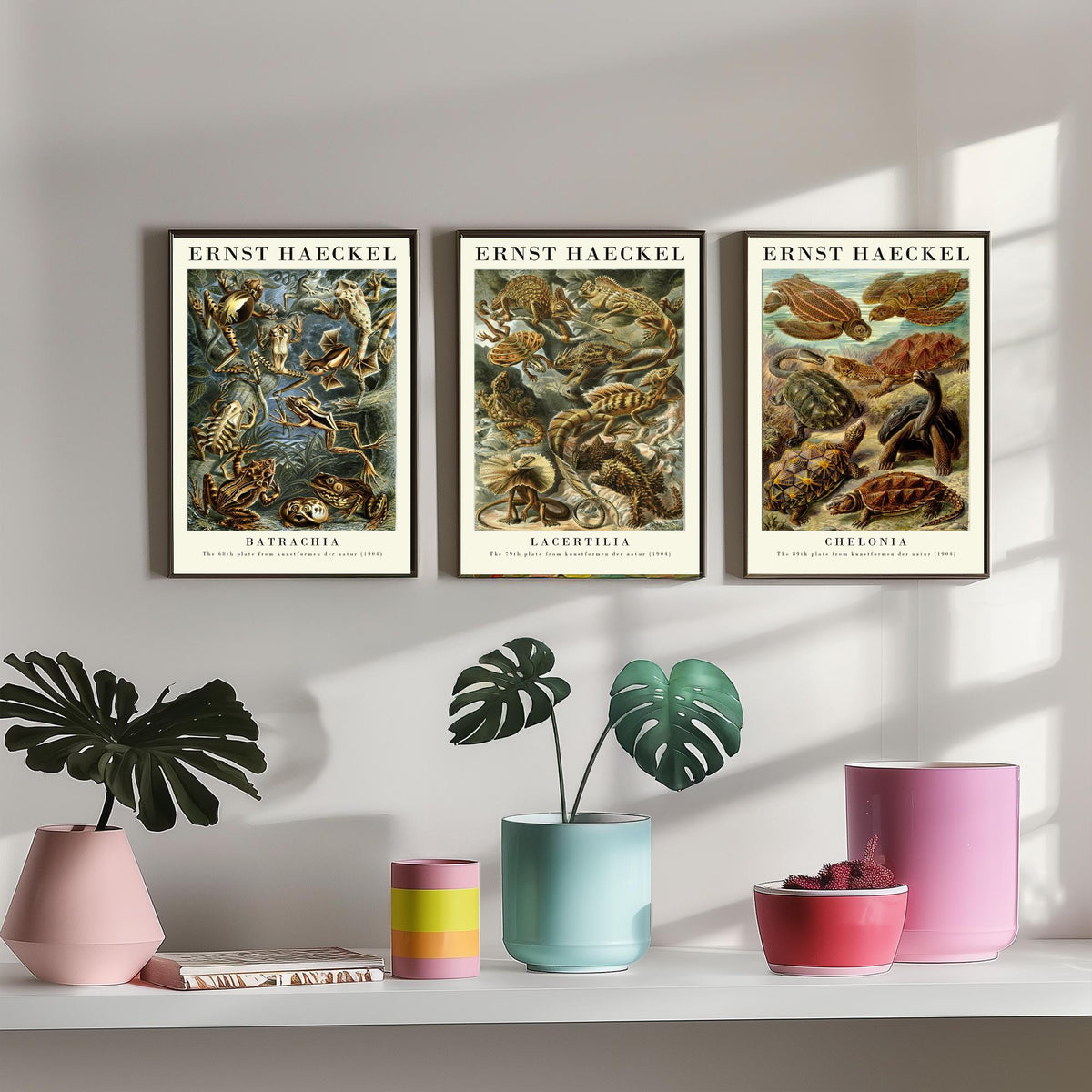 Ernst Haeckel Set of Three Gallery Art Prints - 3 Frog Lizard Turtle Posters - Vintage Natural History Reptile Wall Illustration