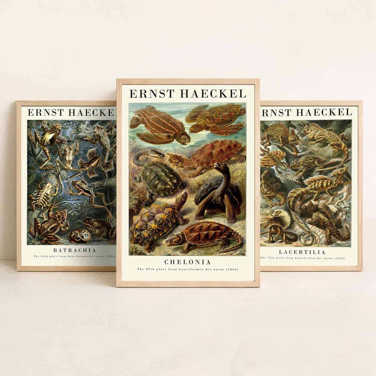 Ernst Haeckel Set of Three Gallery Art Prints - 3 Frog Lizard Turtle Posters - Vintage Natural History Reptile Wall Illustration
