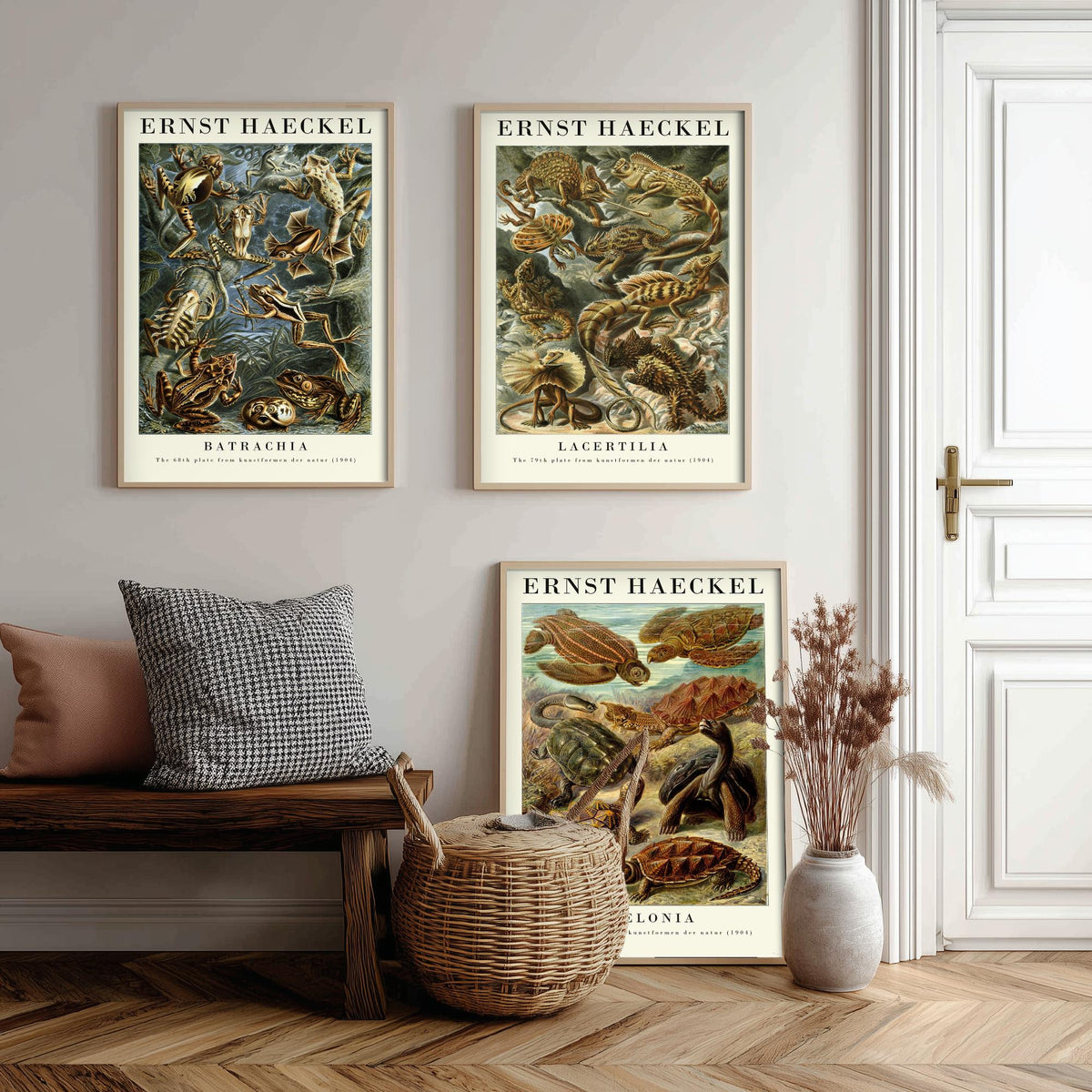 Ernst Haeckel Set of Three Gallery Art Prints - 3 Frog Lizard Turtle Posters - Vintage Natural History Reptile Wall Illustration