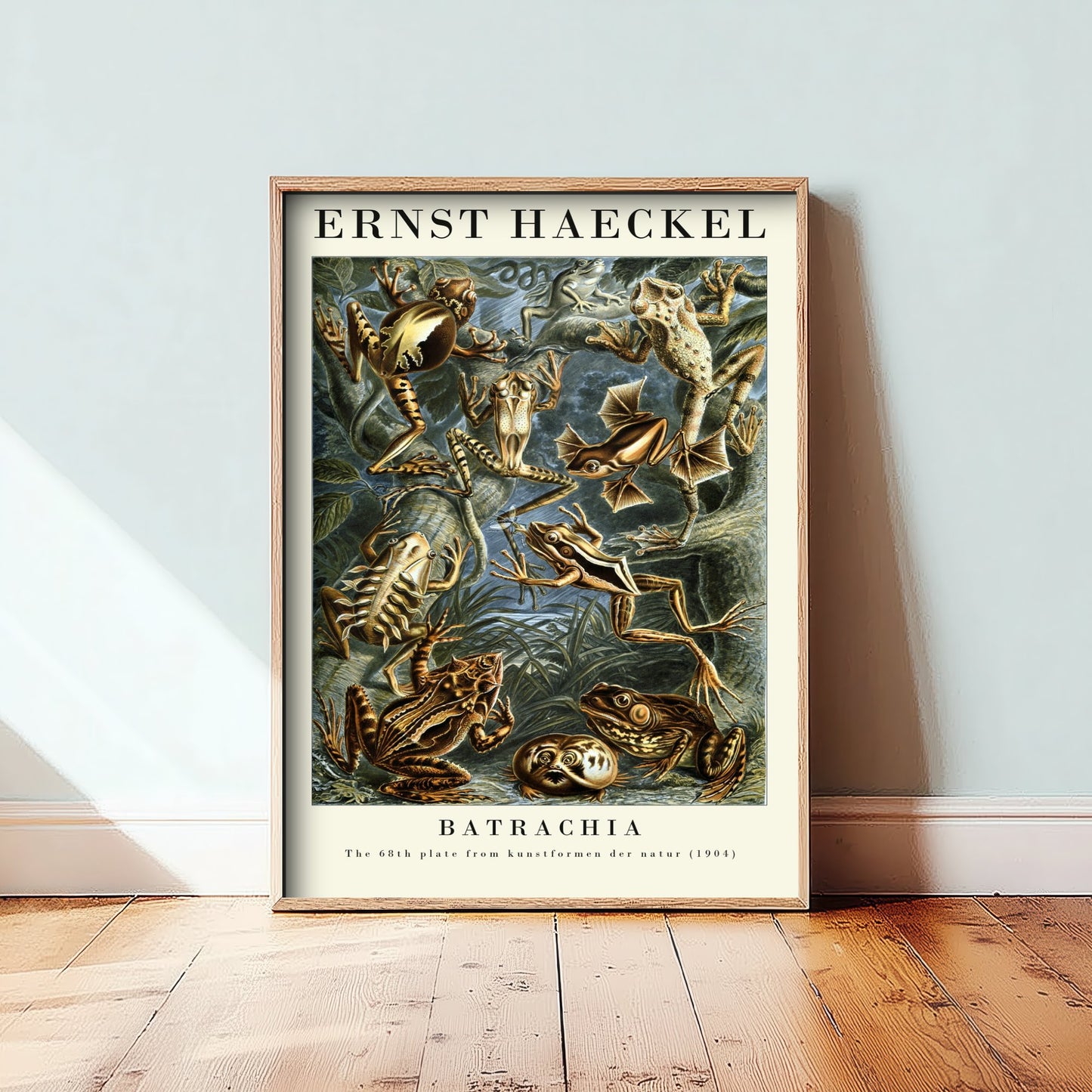 Frog Art Print - Ernst Haeckel Poster - Batrachia Plate 68 - Art Forms in Nature Vintage Illustration