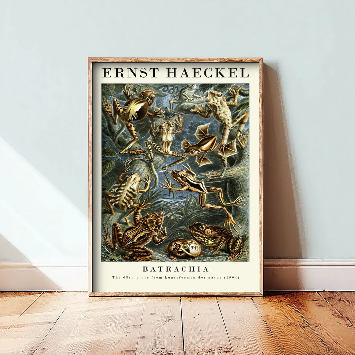 Frog Art Print - Ernst Haeckel Poster - Batrachia Plate 68 - Art Forms in Nature Vintage Illustration