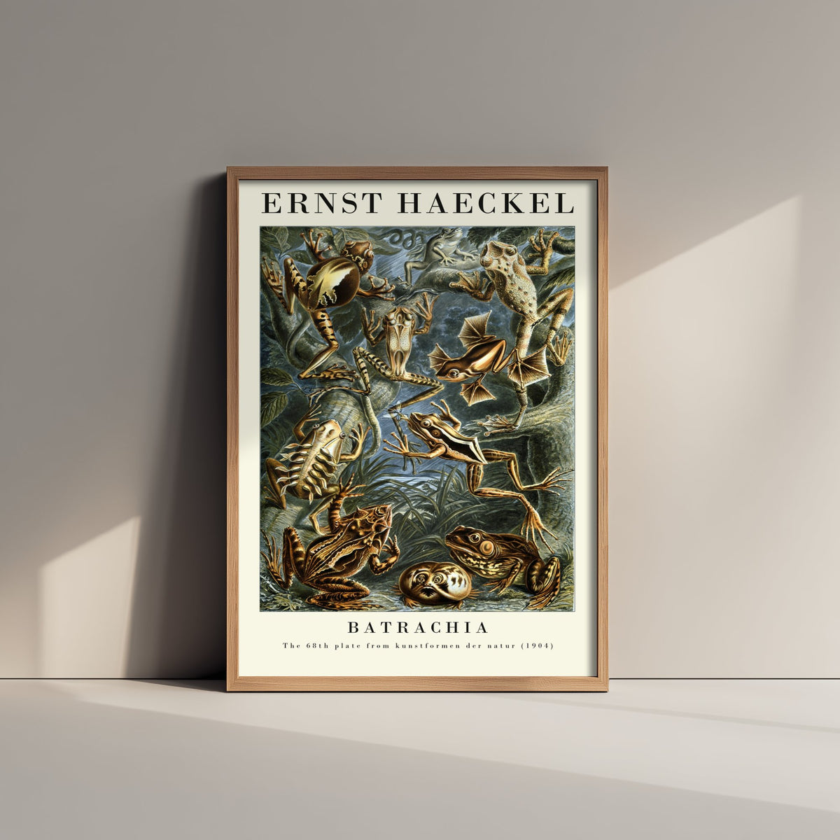 Frog Art Print - Ernst Haeckel Poster - Batrachia Plate 68 - Art Forms in Nature Vintage Illustration