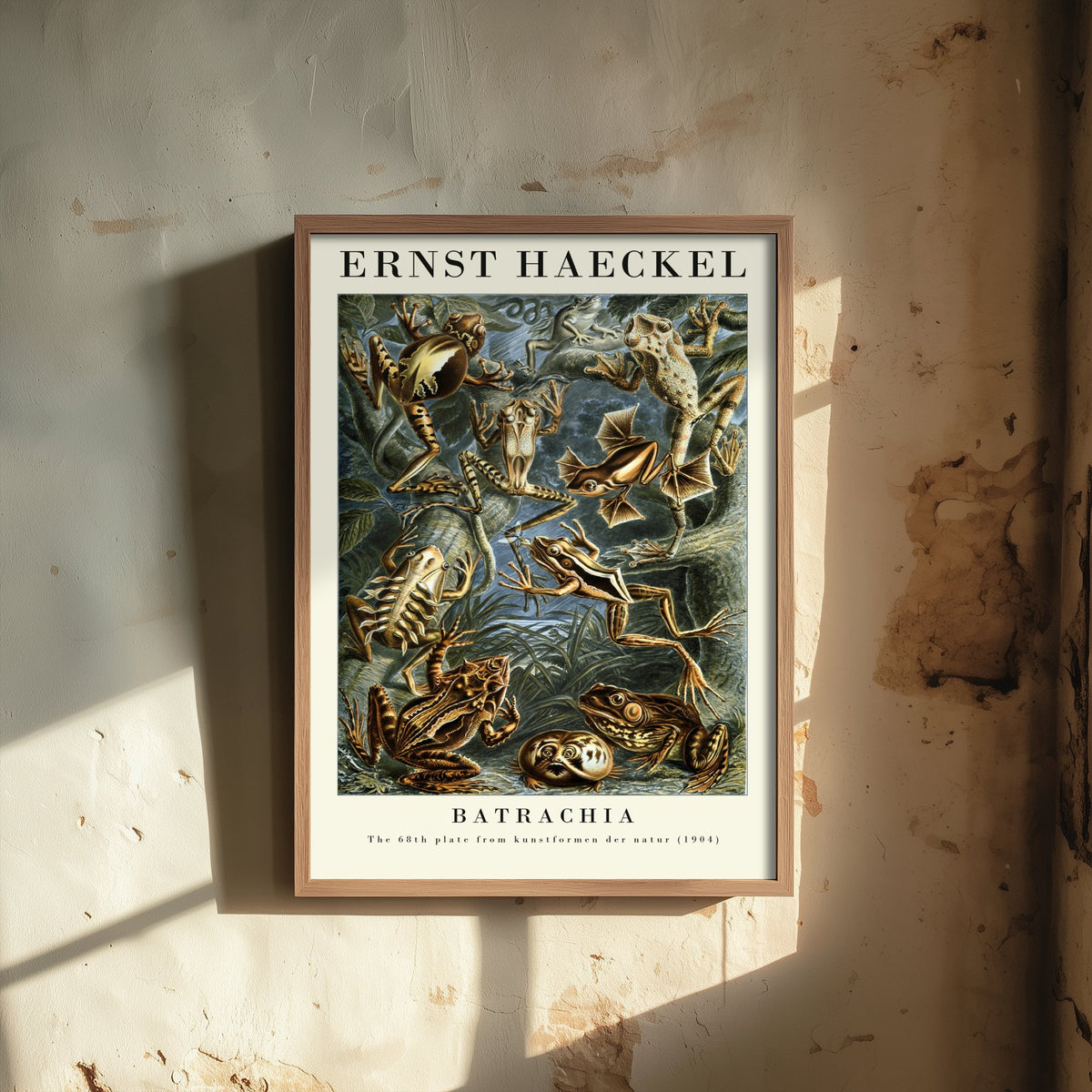 Frog Art Print - Ernst Haeckel Poster - Batrachia Plate 68 - Art Forms in Nature Vintage Illustration
