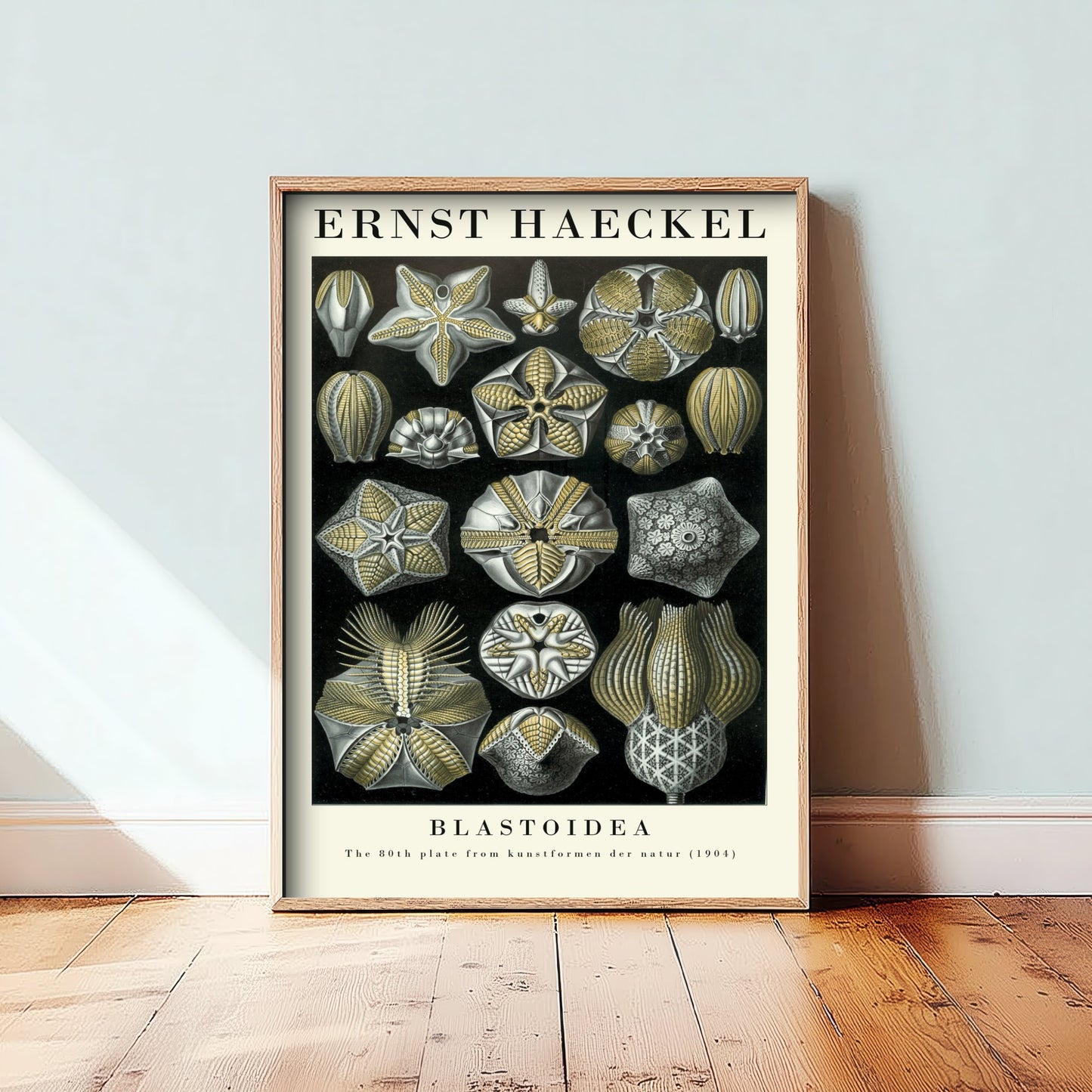 Sea Buds Art Print - Ernst Haeckel Poster - Blastoidea Plate 80 - Art Forms in Nature Vintage Illustration