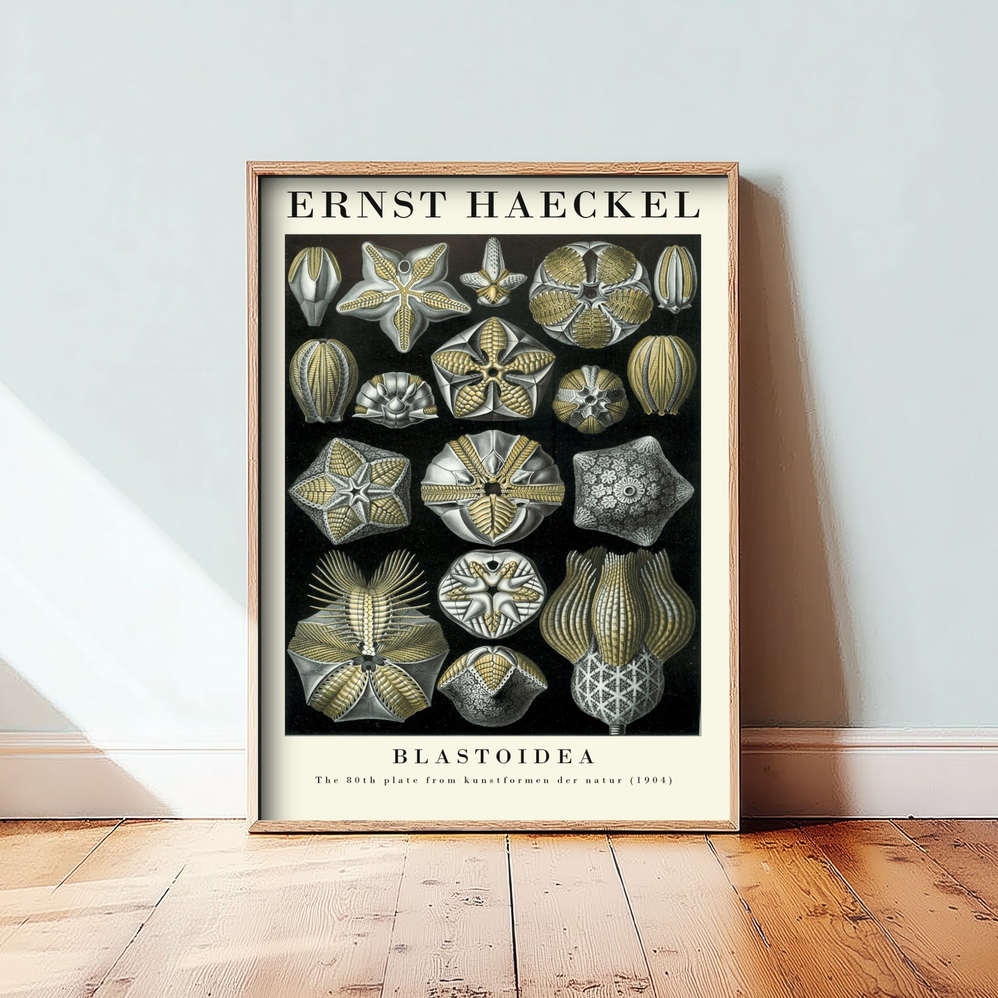 Sea Buds Art Print - Ernst Haeckel Poster - Blastoidea Plate 80 - Art Forms in Nature Vintage Illustration