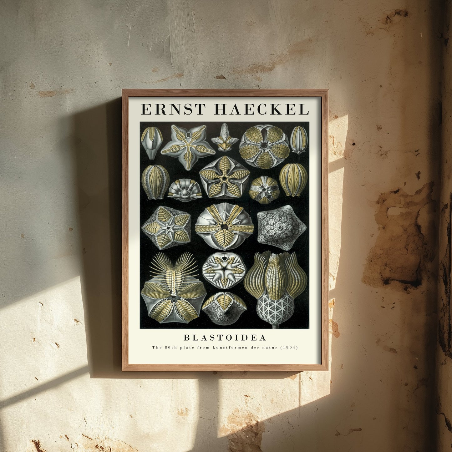 Sea Buds Art Print - Ernst Haeckel Poster - Blastoidea Plate 80 - Art Forms in Nature Vintage Illustration