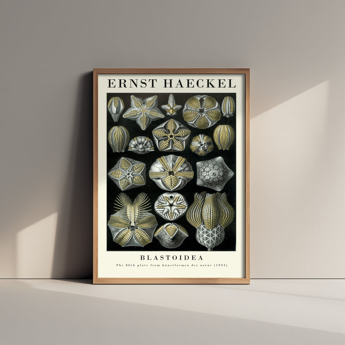 Sea Buds Art Print - Ernst Haeckel Poster - Blastoidea Plate 80 - Art Forms in Nature Vintage Illustration