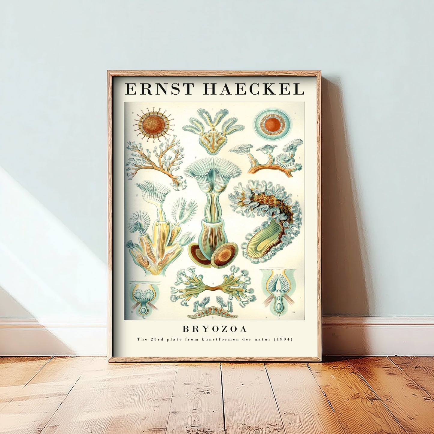 Moss Animals Art Print - Ernst Haeckel Poster - Bryozoa Plate 23 - Art Forms in Nature Vintage Illustration