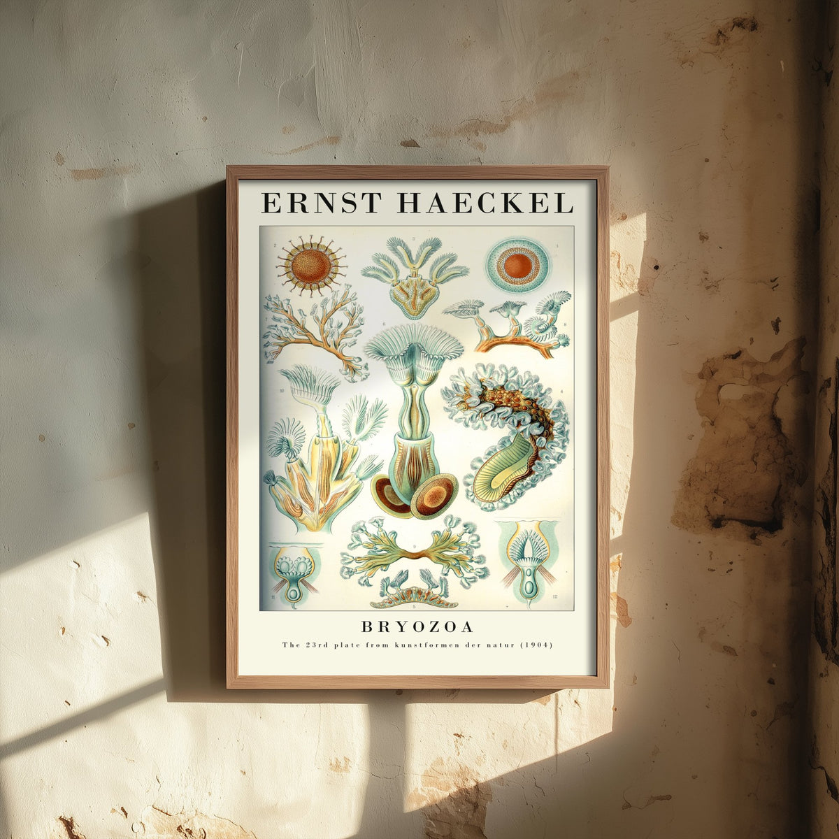 Moss Animals Art Print - Ernst Haeckel Poster - Bryozoa Plate 23 - Art Forms in Nature Vintage Illustration