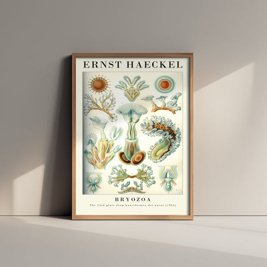 Moss Animals Art Print - Ernst Haeckel Poster - Bryozoa Plate 23 - Art Forms in Nature Vintage Illustration