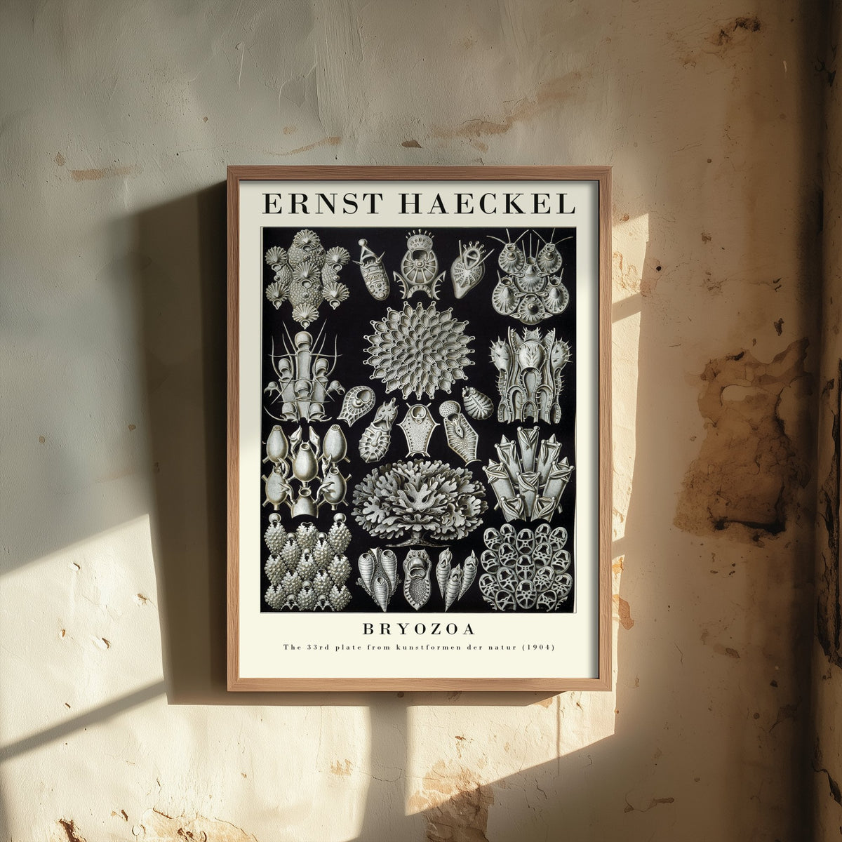 Bryozoa Art Print - Ernst Haeckel Poster - Moss Animals Plate 33 - Art Forms in Nature Vintage Illustration