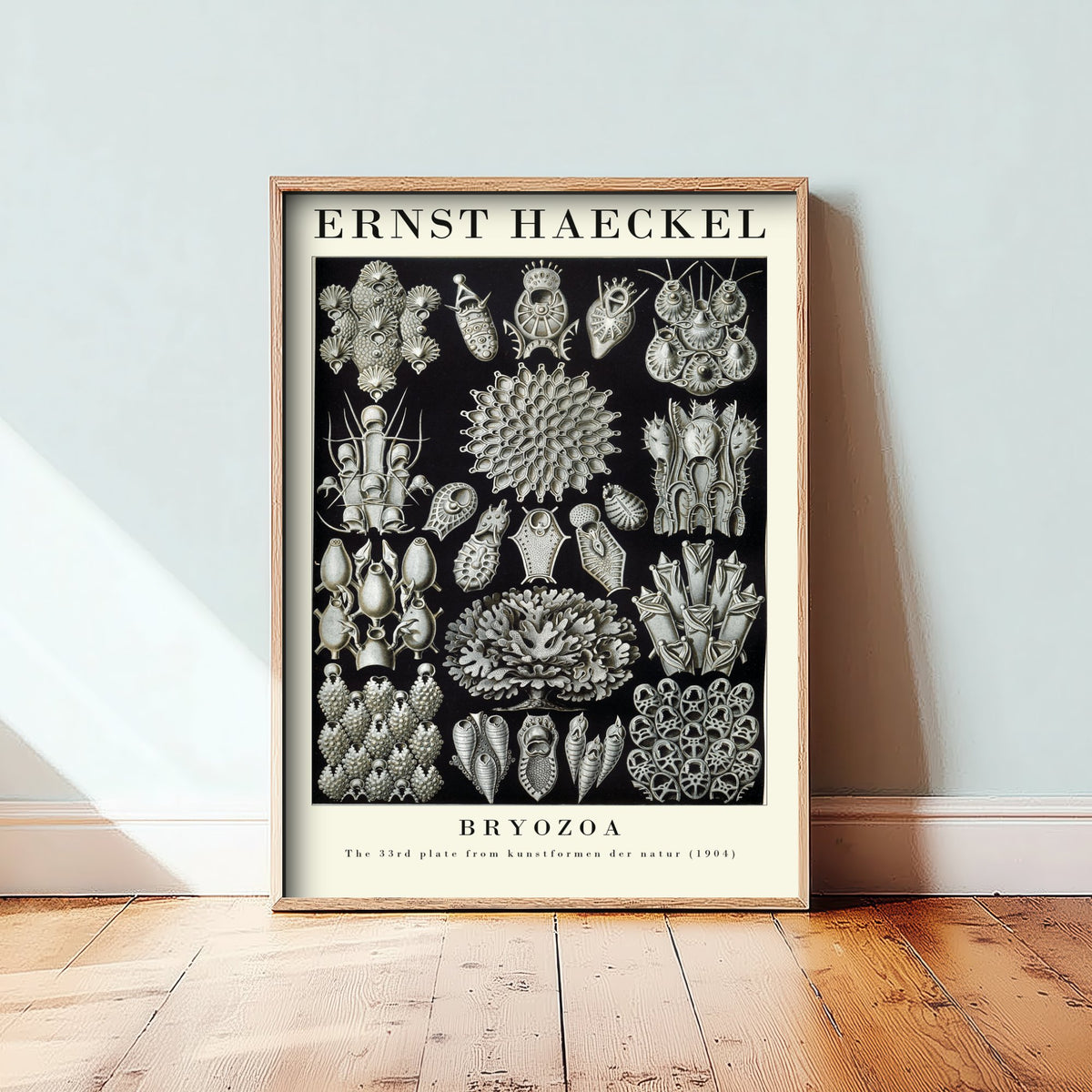Bryozoa Art Print - Ernst Haeckel Poster - Moss Animals Plate 33 - Art Forms in Nature Vintage Illustration