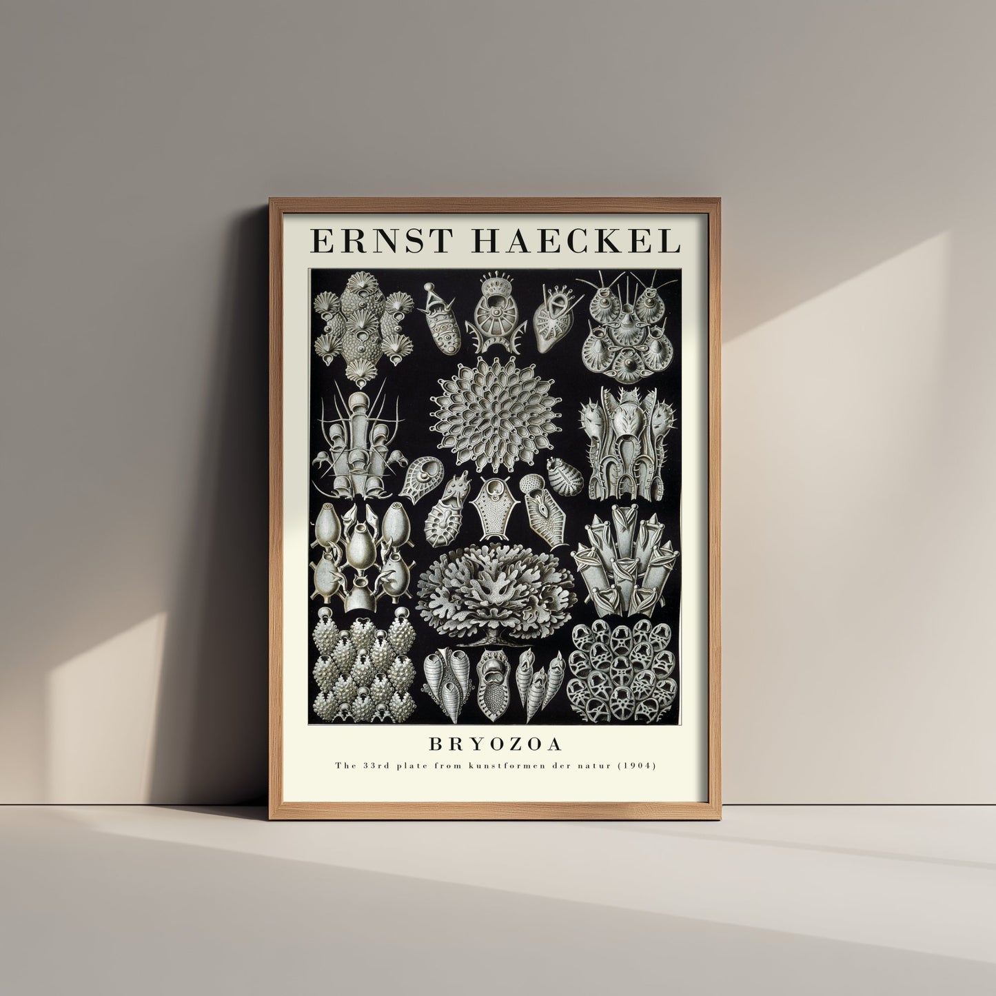 Bryozoa Art Print - Ernst Haeckel Poster - Moss Animals Plate 33 - Art Forms in Nature Vintage Illustration