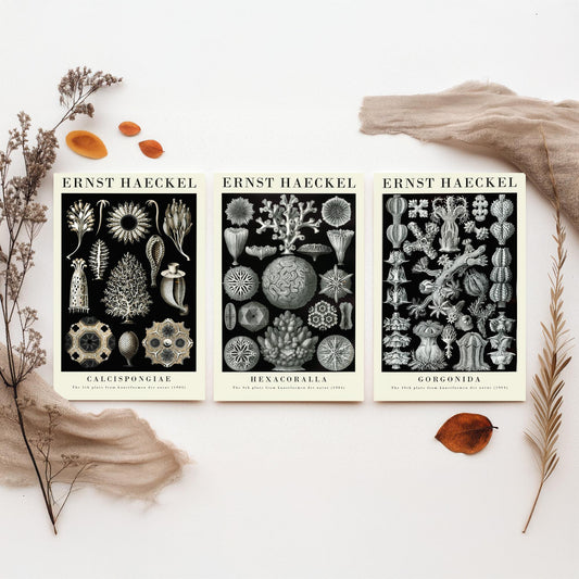Ernst Haeckel Set of Three Gallery Art Prints - 3 Sea Sponge Coral Sea Fan Posters - Vintage Natural History Illustration