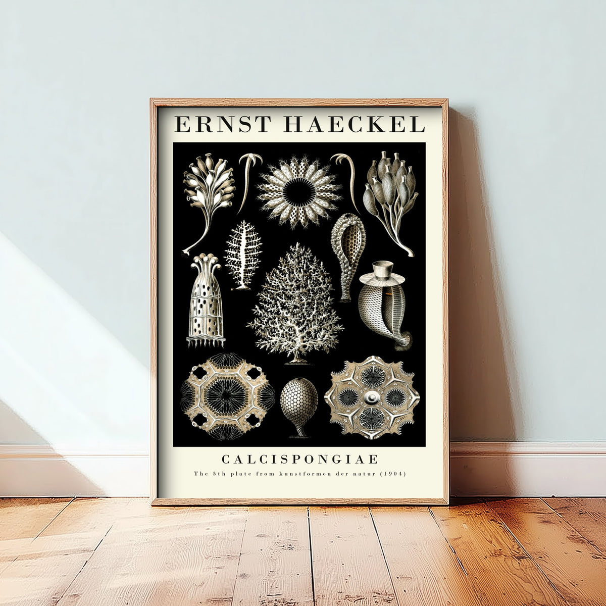 Sea Sponge Art Print - Ernst Haeckel Poster - Calcispongiae Plate 5 - Art Forms in Nature Vintage Illustration