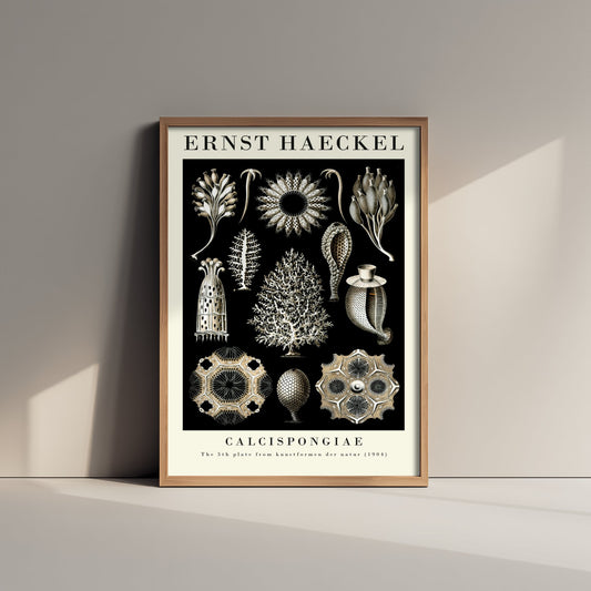 Sea Sponge Art Print - Ernst Haeckel Poster - Calcispongiae Plate 5 - Art Forms in Nature Vintage Illustration