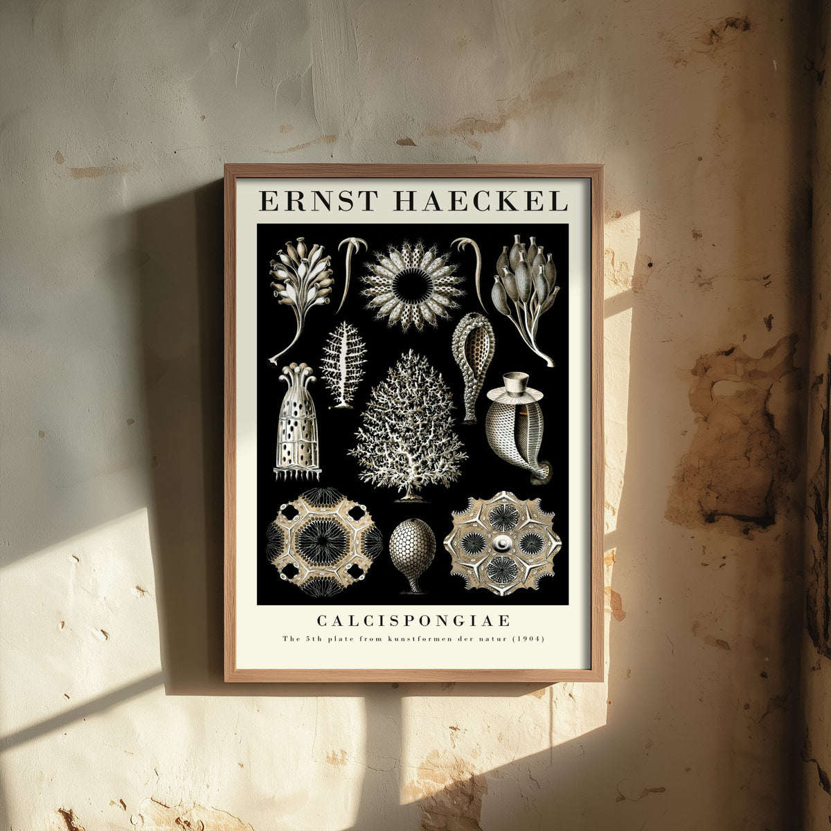 Sea Sponge Art Print - Ernst Haeckel Poster - Calcispongiae Plate 5 - Art Forms in Nature Vintage Illustration