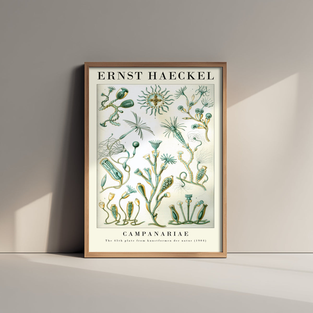 Hydroids Art Print - Ernst Haeckel Poster - Campanariae Plate 45 - Art Forms in Nature Vintage Illustration