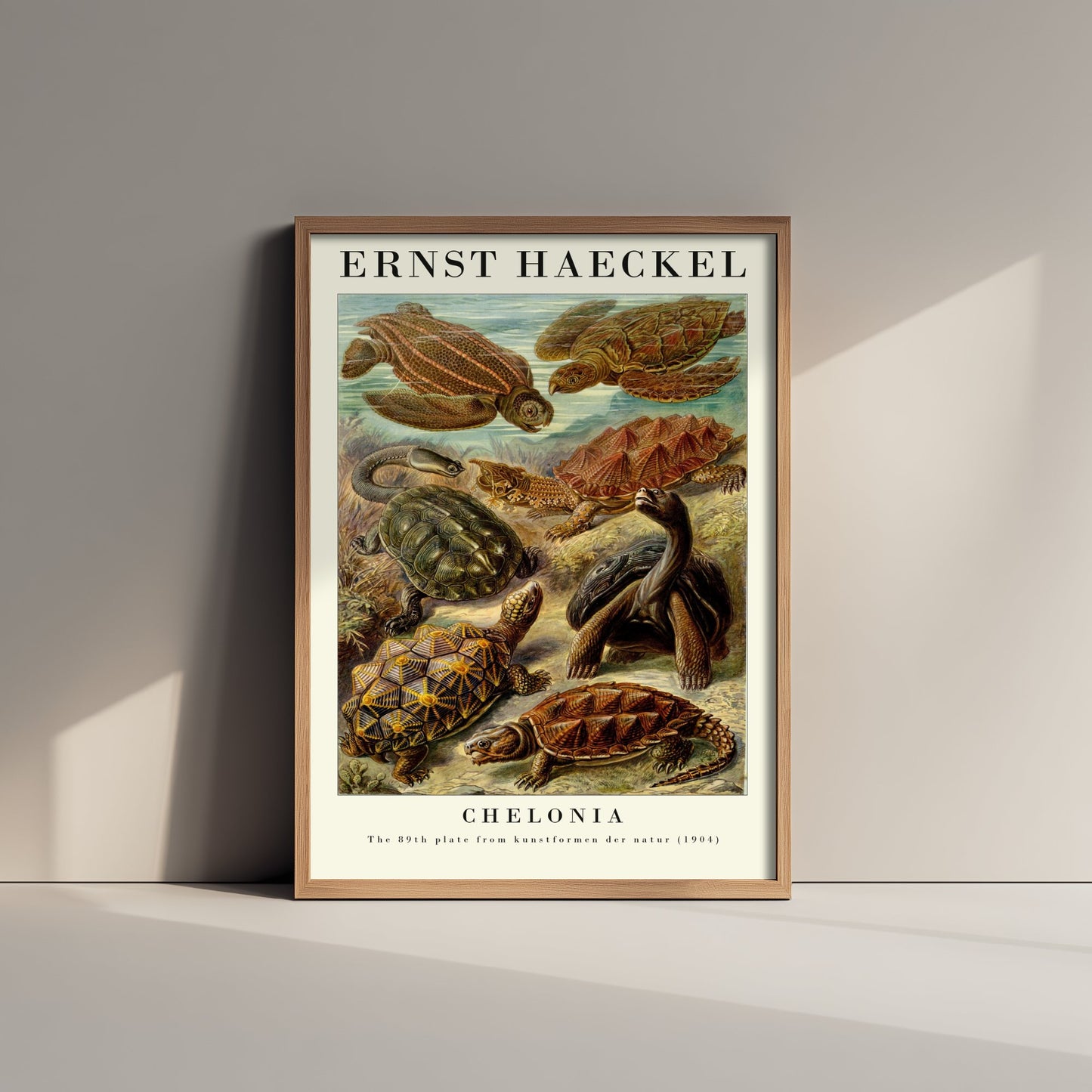 Sea Turtles Art Print - Ernst Haeckel Poster - Chelonia Plate 89 - Art Forms in Nature Vintage Illustration
