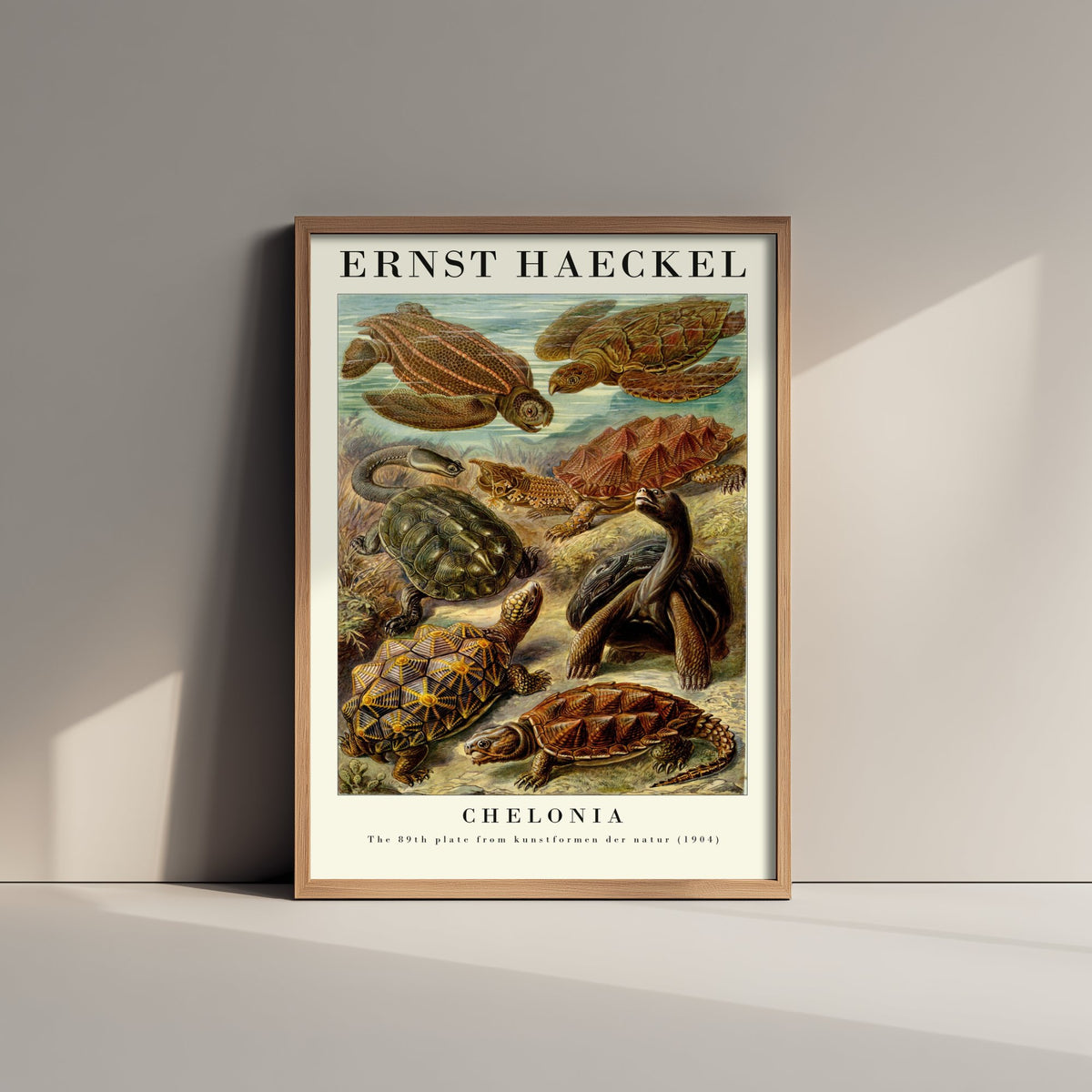 Sea Turtles Art Print - Ernst Haeckel Poster - Chelonia Plate 89 - Art Forms in Nature Vintage Illustration