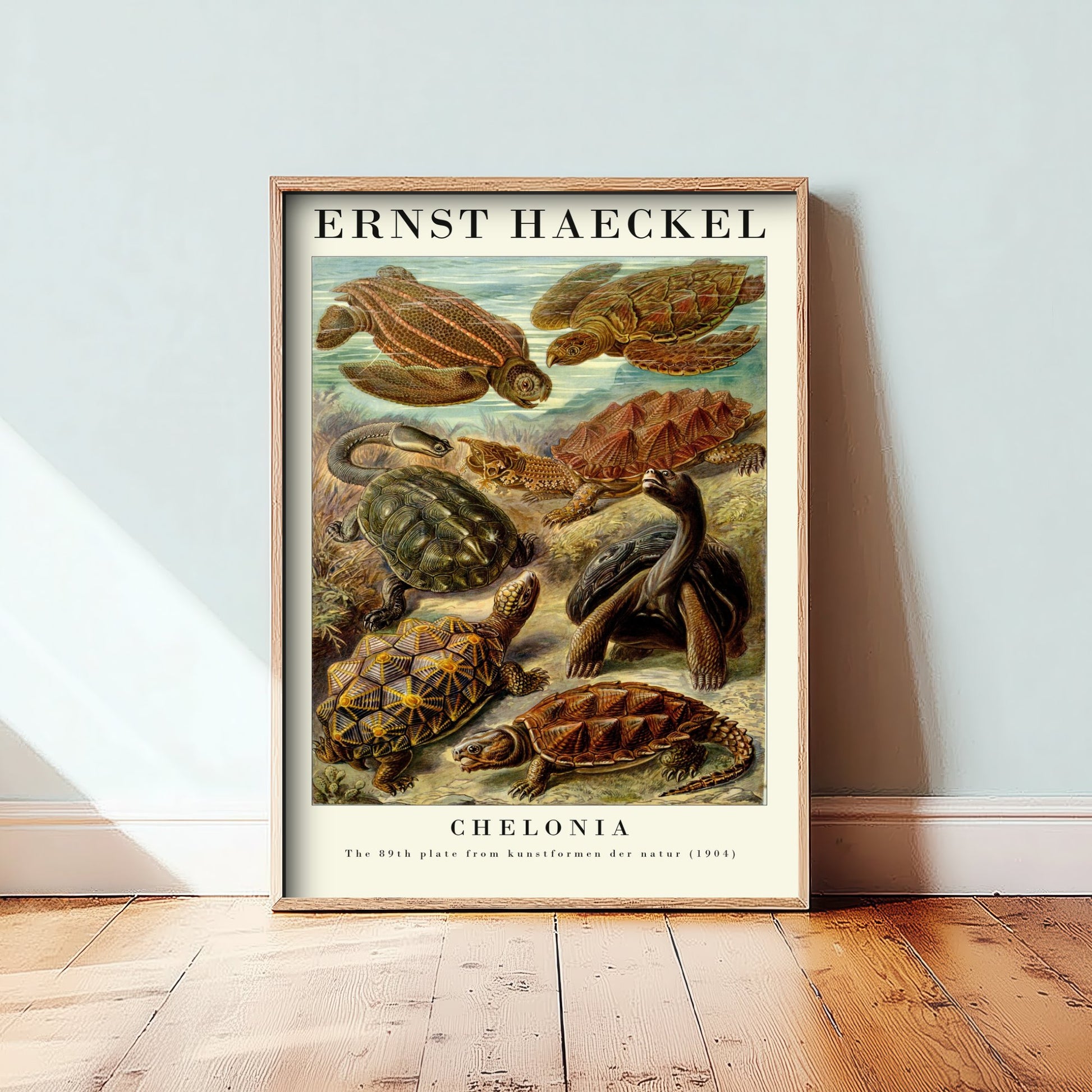 Sea Turtles Art Print - Ernst Haeckel Poster - Chelonia Plate 89 - Art Forms in Nature Vintage Illustration