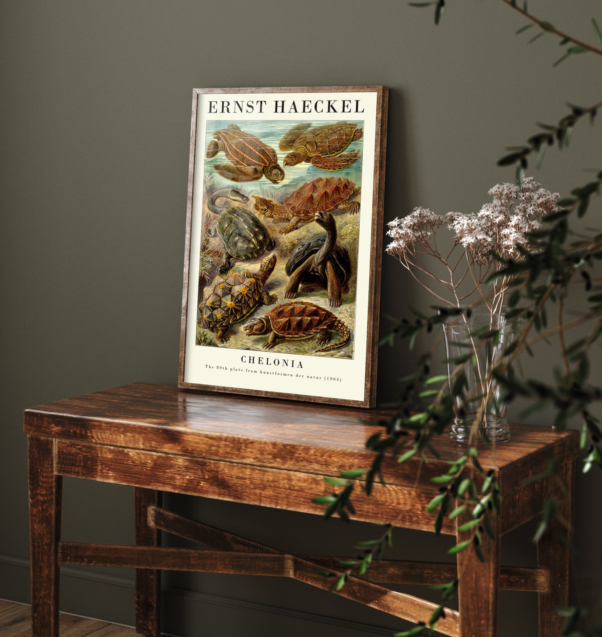 Sea Turtles Art Print - Ernst Haeckel Poster - Chelonia Plate 89 - Art Forms in Nature Vintage Illustration