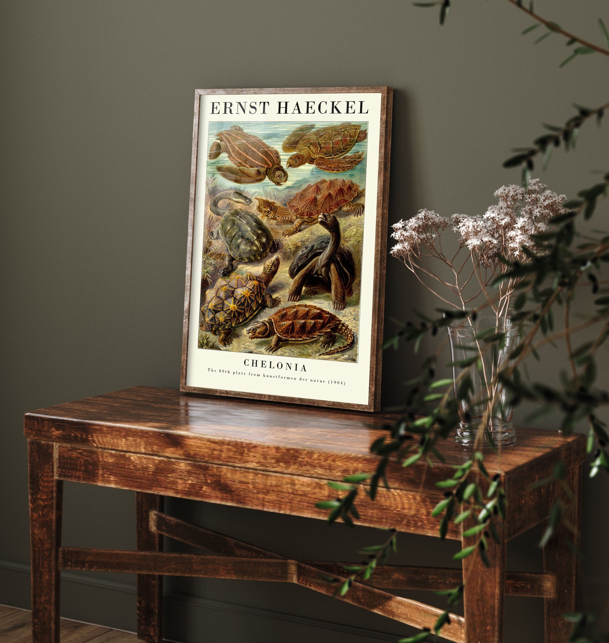 Sea Turtles Art Print - Ernst Haeckel Poster - Chelonia Plate 89 - Art Forms in Nature Vintage Illustration