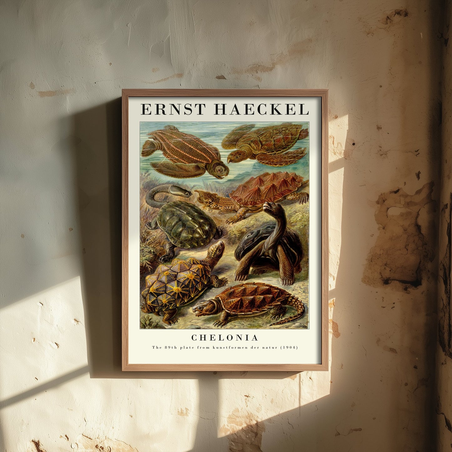 Sea Turtles Art Print - Ernst Haeckel Poster - Chelonia Plate 89 - Art Forms in Nature Vintage Illustration