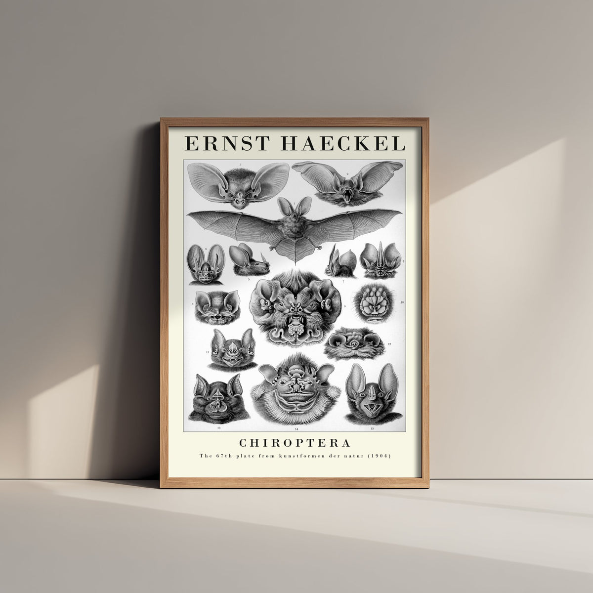 Bats Art Print - Ernst Haeckel Poster - Chiroptera Plate 67 - Art Forms in Nature Vintage Illustration