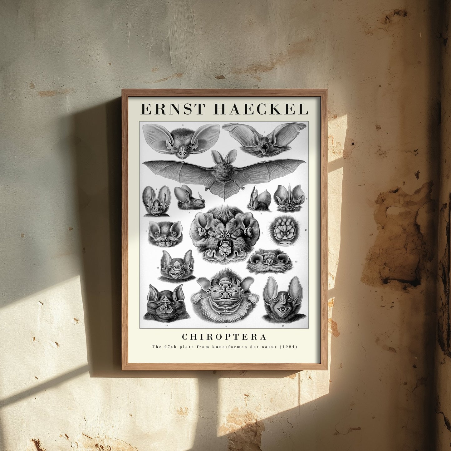 Bats Art Print - Ernst Haeckel Poster - Chiroptera Plate 67 - Art Forms in Nature Vintage Illustration