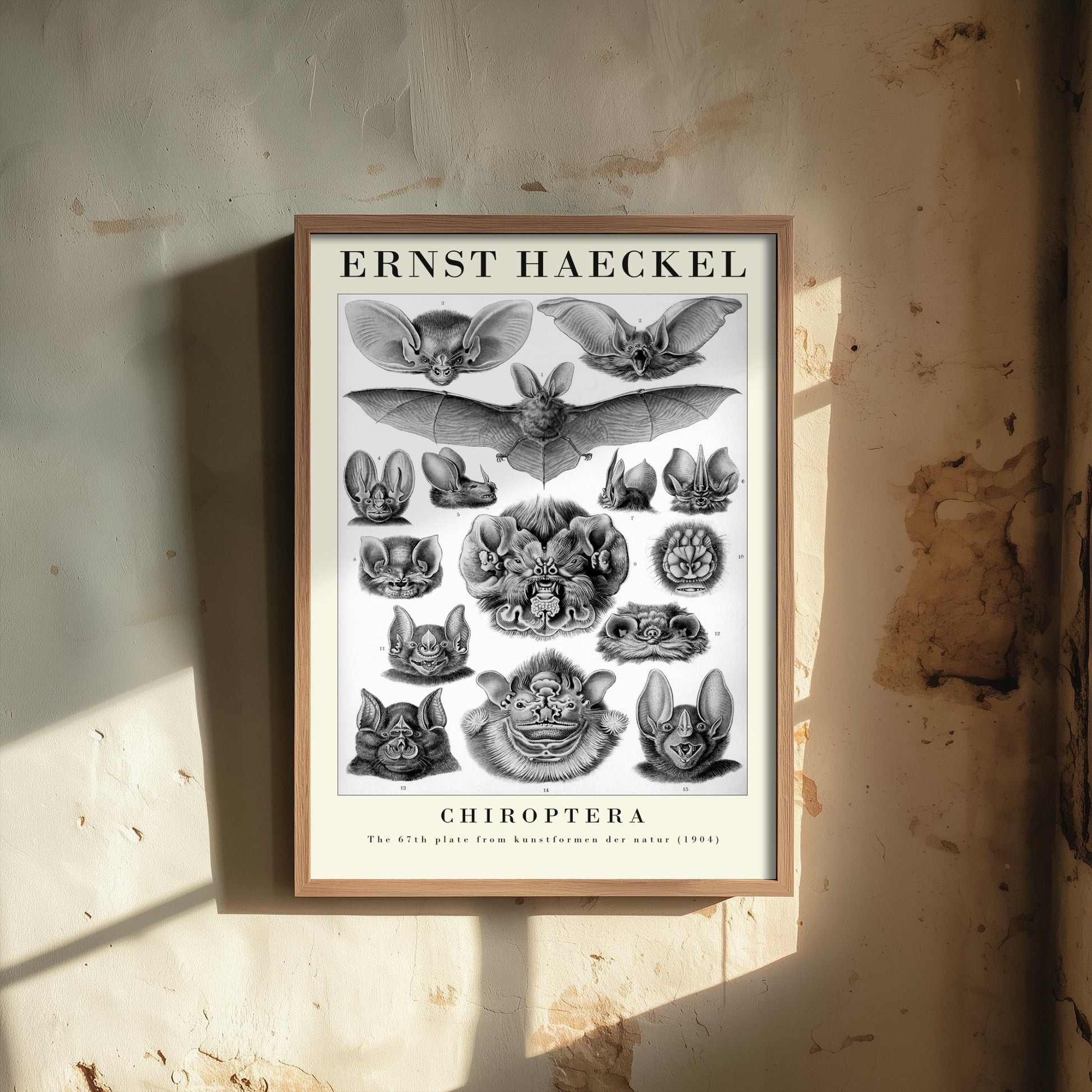 Bats Art Print - Ernst Haeckel Poster - Chiroptera Plate 67 - Art Forms in Nature Vintage Illustration