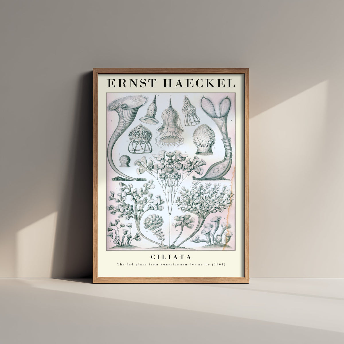 Ciliates Art Print - Ernst Haeckel Poster - Ciliata Plate 3 - Art Forms in Nature Vintage Illustration