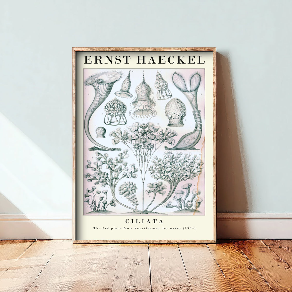 Ciliates Art Print - Ernst Haeckel Poster - Ciliata Plate 3 - Art Forms in Nature Vintage Illustration