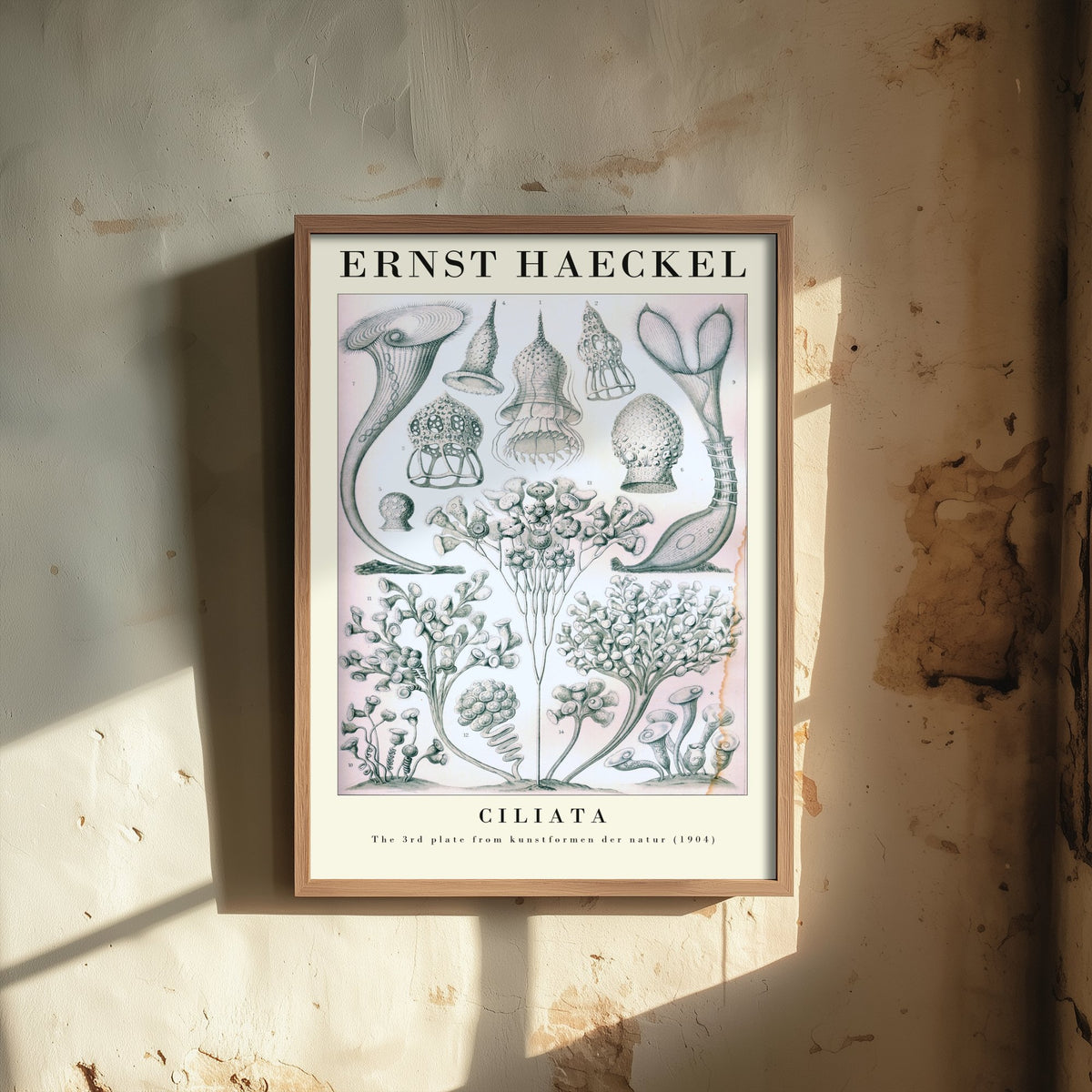 Ciliates Art Print - Ernst Haeckel Poster - Ciliata Plate 3 - Art Forms in Nature Vintage Illustration