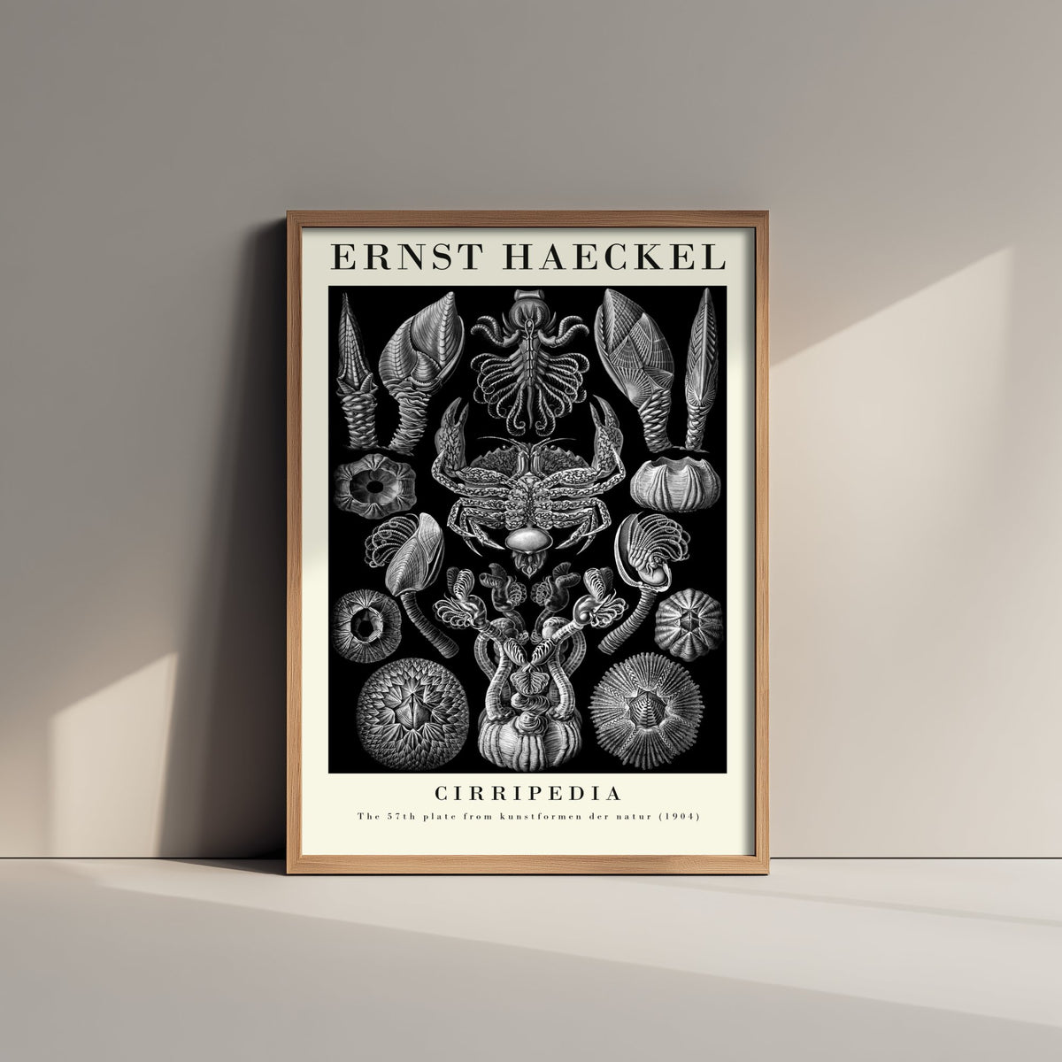 Barnacles Art Print - Ernst Haeckel Poster - Cirripedia Plate 57 - Art Forms in Nature Vintage Illustration