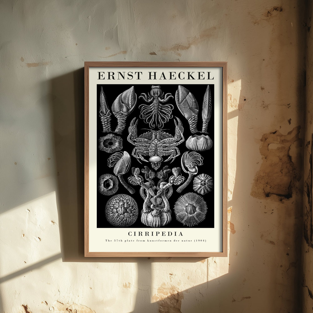 Barnacles Art Print - Ernst Haeckel Poster - Cirripedia Plate 57 - Art Forms in Nature Vintage Illustration