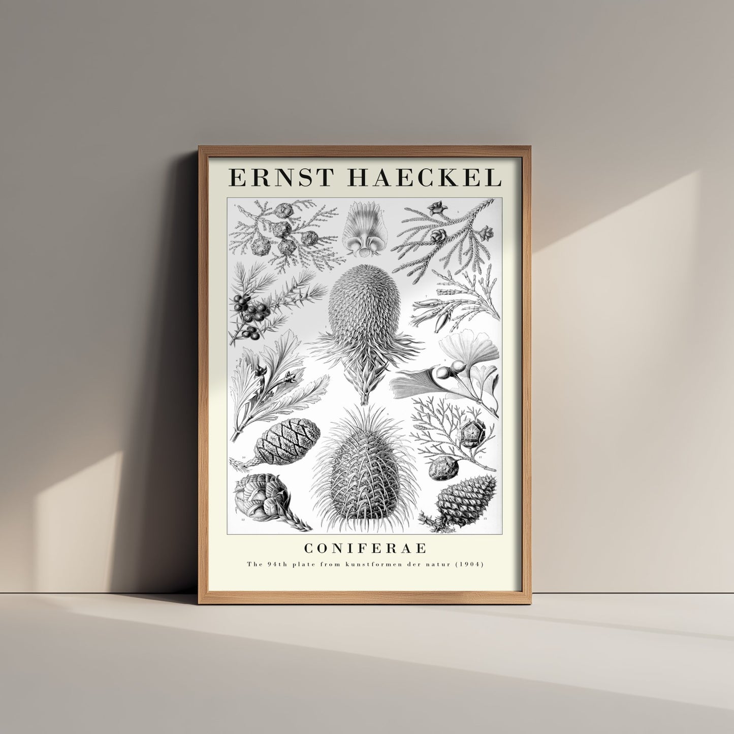 Conifers Art Print - Ernst Haeckel Poster - Coniferae Plate 94 - Art Forms in Nature Vintage Illustration