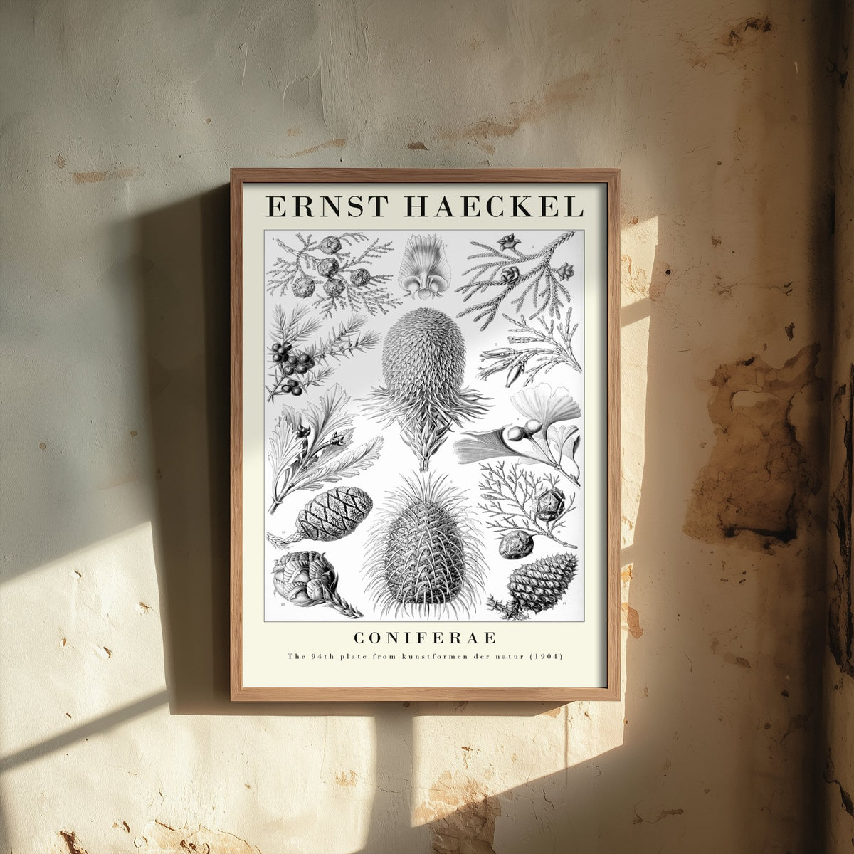 Conifers Art Print - Ernst Haeckel Poster - Coniferae Plate 94 - Art Forms in Nature Vintage Illustration