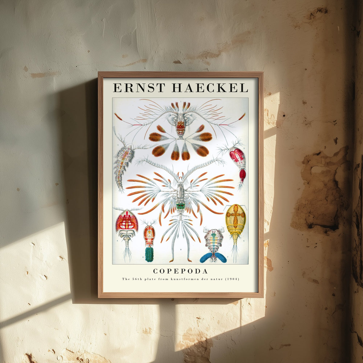 Copepods Art Print - Ernst Haeckel Poster - Copepoda Plate 56 - Art Forms in Nature Vintage Illustration