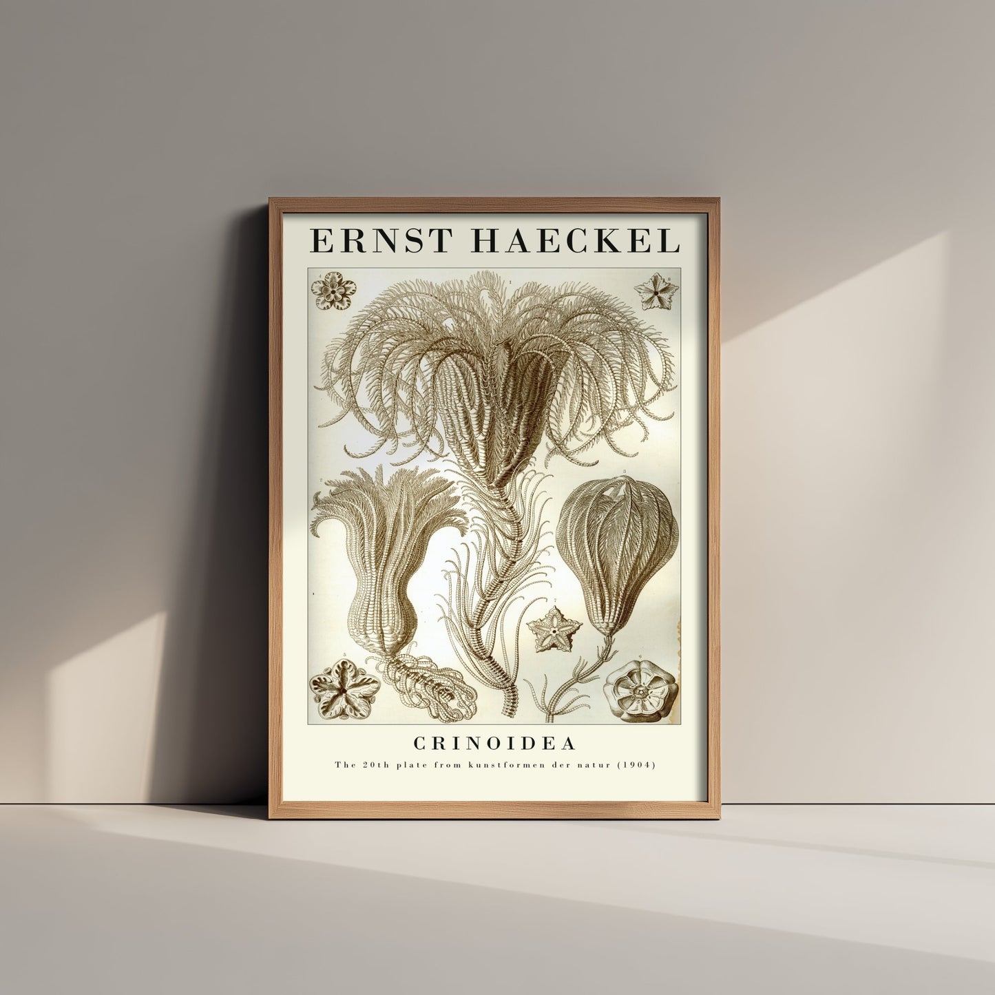 Sea Lilies Art Print - Ernst Haeckel Poster - Crinoidea Plate 20 - Art Forms in Nature Vintage Illustration