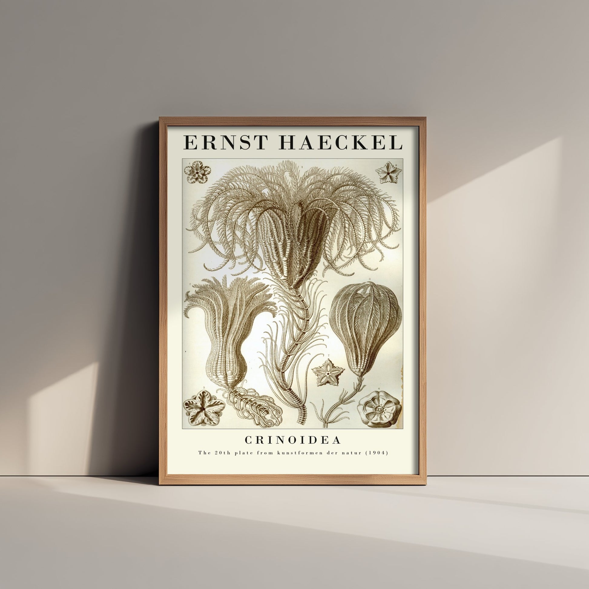 Sea Lilies Art Print - Ernst Haeckel Poster - Crinoidea Plate 20 - Art Forms in Nature Vintage Illustration