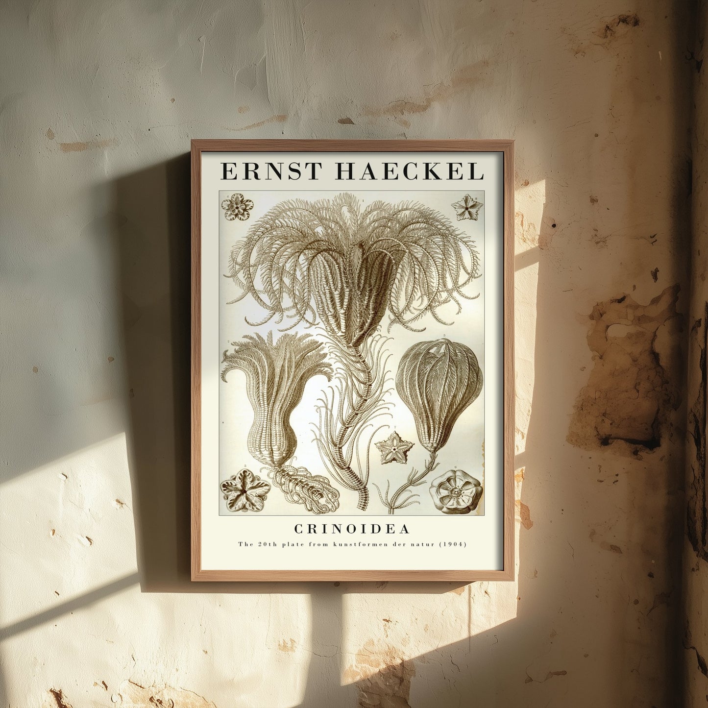 Sea Lilies Art Print - Ernst Haeckel Poster - Crinoidea Plate 20 - Art Forms in Nature Vintage Illustration