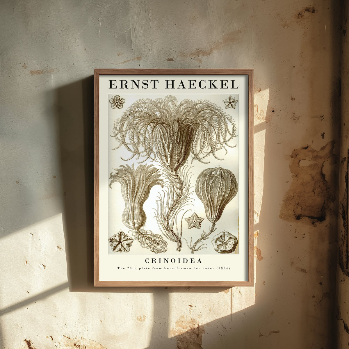 Sea Lilies Art Print - Ernst Haeckel Poster - Crinoidea Plate 20 - Art Forms in Nature Vintage Illustration
