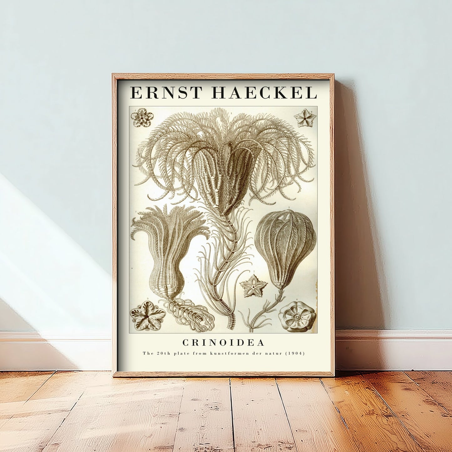 Sea Lilies Art Print - Ernst Haeckel Poster - Crinoidea Plate 20 - Art Forms in Nature Vintage Illustration